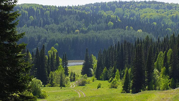 Салаирский заказник фото